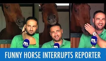 Un caballo interrumpe el reportaje de un periodista