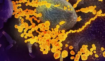 Científicos chinos descubren cómo el coronavirus se une a las células humanas
