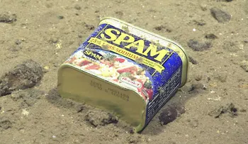Detectaron "niveles extraordinarios" de contaminación en las fosas oceánicas más profundas del planeta
