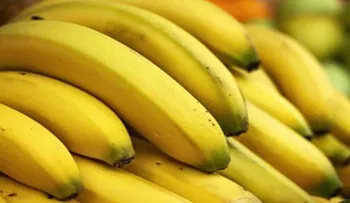 7 problemas que los platanos (guineos ) solucionan mejor que las pastillas