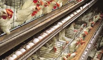 Gobierno desmiente productores hayan matado dos millones de pollitas ponedoras