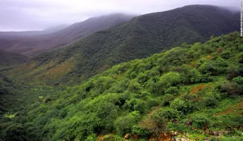El secreto de Salalah: un desierto se convierte en bosque tropical en Omán