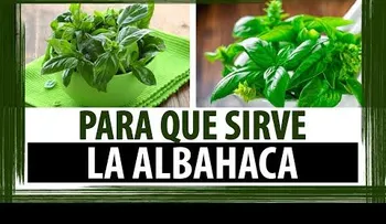 La albahaca y sus propiedades curativas (VIDEO) 