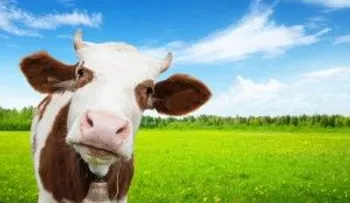 Un hombre pierde la vida al caerle encima una vaca