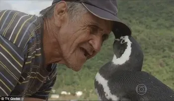 Pingüino nada 8,000 kilometros para visitar al hombre que le salvó la vida