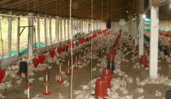 Productores dicen es precipitado prohibir entrada de pollos a Haití