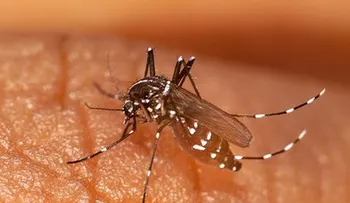 43 casos de chikungunya en Bolivia