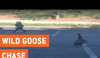 Si te metes con un ganso te puede pasar esto