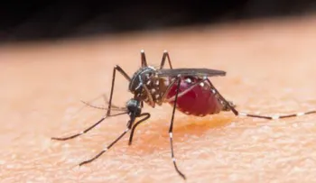 6 remedios caseros para mantener los insectos alejados