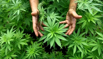 Consumo de cannabis hace que sea necesaria más anestesia durante una cirugía