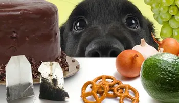 Los 12 alimentos que nunca puede comer tu perro