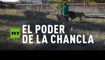 Hombre enfrenta siete leones con una simple chancleta