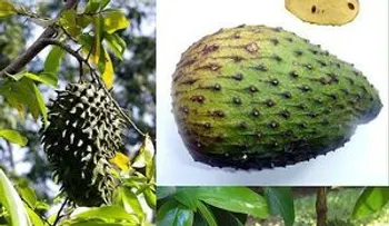 Conocida como la mejor fruta contra el cáncer y más efectiva que la quimioterapia