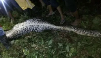 IMAGENES SENSIBLES: Hayan algo increíble dentro de una pitón en Indonesia