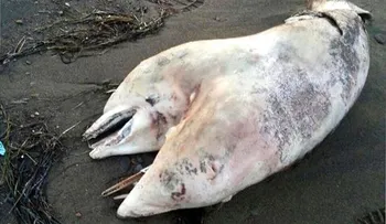 Hallan muerto delfín con dos cabeza en playa de Turquía