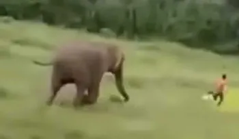 El atroz momento en que un elefante salvaje mató a un niño sin protección que se acercó a su manada