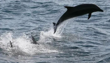 Los delfines podrían tener un lenguaje hablado, sugiere una investigación