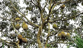 Durián; el Rey de las Frutas Tropicales para la disfunción sexual, previene el envejecimiento y reduce la presión arterial 