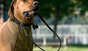 5 razones fit para sacar a pasear al perro 