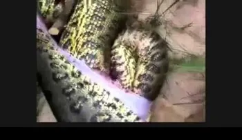 Abren anaconda y lo que descubren es escalofriante (VIDEO)
