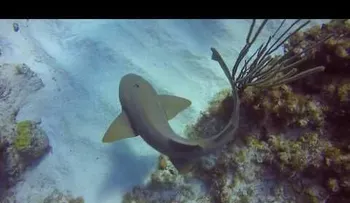 Un tiburón suplica a un buceador que saque un cuchillo de su cabeza