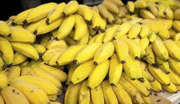 Estos son los INCREIBLES beneficios para tu salud de comer bananas (guineos). ¡Disfrútalas!