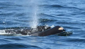 Terminan los 17 días de luto de la orca que llevó el cuerpo de su cría por más de 1.600 kilómetros