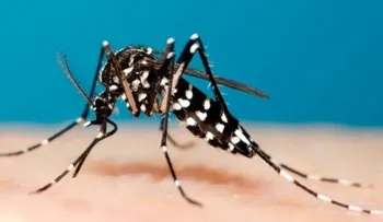 Experta asegura la chikungunya solo se contrae una vez