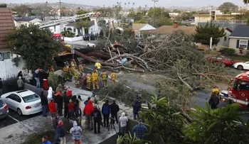 Un hombre se venga luego de que su municipio talara un árbol que cuidó por 30 años