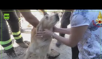 Sismo en Italia: Rescatan a un perro que sobrevivió 9 días bajo los escombros