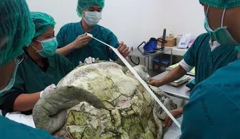 Operan tortuga y le sacan 915 monedas de su estómago