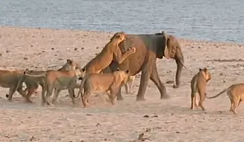 Video: Bebé elefante enfrenta a 14 leones y sale vivo