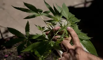 En Uruguay venderán el gramo de marihuana a un dólar