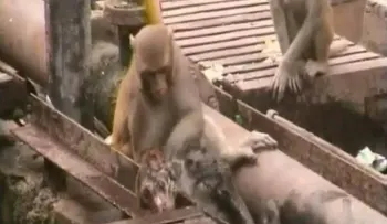 Conmovedor: Un mono intentando resucitar a su amigo (Video)