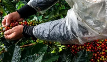 ¿Encontraron Colombia y Honduras el secreto para salvar su café de la roya?