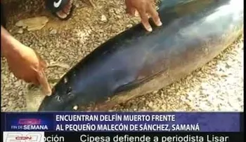 Encuentran delfín muerto en Samaná