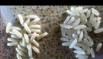 No te dejes engañar con arroz plástico: Conoce las 3 maneras para verificar su calidad 