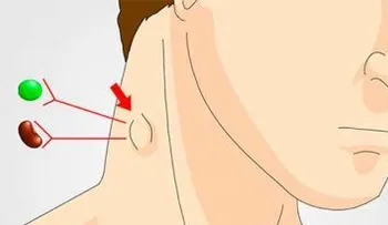 Como limpiar el sistema Linfático para que nuestro sistema inmunitario funcione correctamente