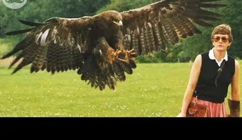 Un águila quería quitarle el pelo a Donald Trump; ataques captados en cámara