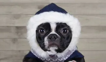 6 tips para proteger a tu mascota del frío