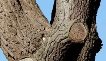 La imagen viral de una lechuza casi invisible en un árbol