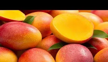 Porque no dejar de comer mango; sus grandes propiedades para la salud