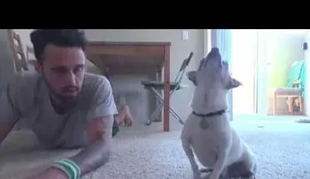 Un perro hace ejercicios físicos con su amo 