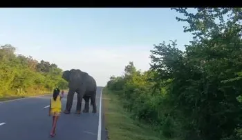 Una niña domina a un elefante salvaje con una sola mano