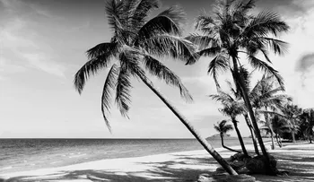 La misteriosa isla tropical donde sus pobladores solo ven en blanco y negro