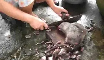 Captado en video un chino cocinando ratones