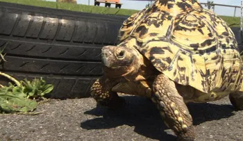 La "Usain Bolt" de las tortugas bate récords