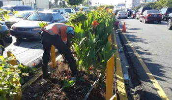 Retiran parte de las plantas de isleta en la Lincoln para mejorar visibilidad y prevenir accidentes
