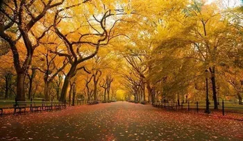 Descubre el tipo de árbol al que pertenece según tu fecha de nacimiento