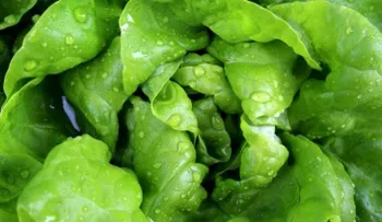 La lechuga es el oro verde para tu cuerpo